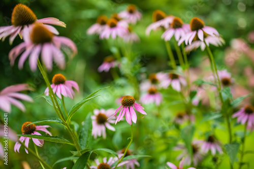 Pink flowers of rudbeckia  commonly known as coneflowers or black eyed susans  in a sunny autumn garden. Rudbeckia fulgida or perennial coneflower blossoming outdoors.