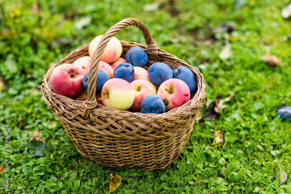 Basket full of fresh organic apples and plums. Harvesting apples and plums in an orchard on autumn day. Picking fruits in a garden. Fresh healthy food. Basket full of fresh organic apples and plums. Harvesting apples and plums in an orchard on autumn day. Picking fruits in a garden. Fresh healthy food.
