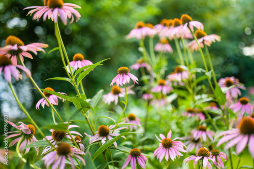 Pink flowers of rudbeckia, commonly known as coneflowers or black eyed susans, in a sunny autumn garden. Rudbeckia fulgida or perennial coneflower blossoming outdoors.