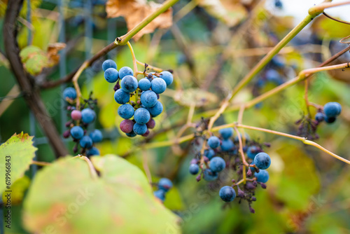 Small bunch of grapes at sunset in autumn harvest.