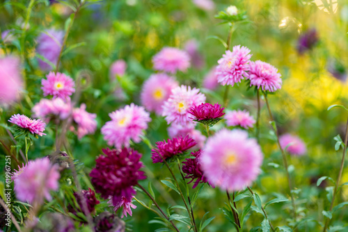 Purple  pink and white aster flowers on a blurred green background. Summer season.