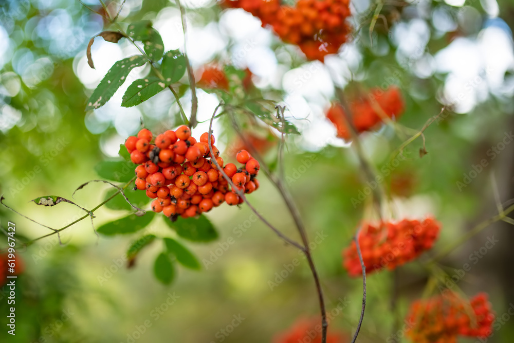 Bright red rowanberries on a branch of rowan bush. Ripe rowan berries on rowan tree on autumn day.