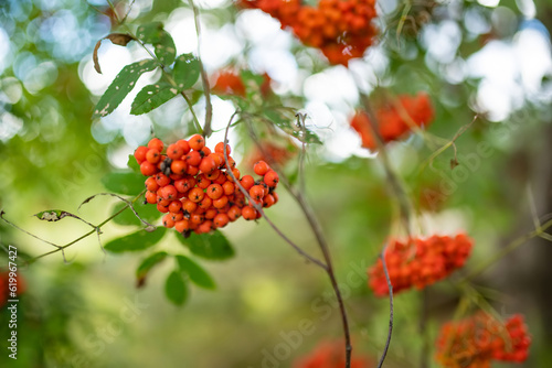 Bright red rowanberries on a branch of rowan bush. Ripe rowan berries on rowan tree on autumn day. © MNStudio