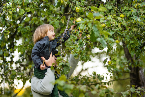 Cute toddler boy helping to harvest apples in apple tree orchard in summer day. Child picking fruits in a garden. Fresh healthy food for kids.