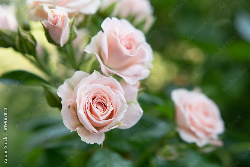 beautiful soft pink roses flower blooming in garden. macro footage. beautiful soft pink roses flower blooming in garden. macro footage.