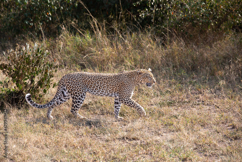 Leopard Walking in Grass © George Erwin Turner
