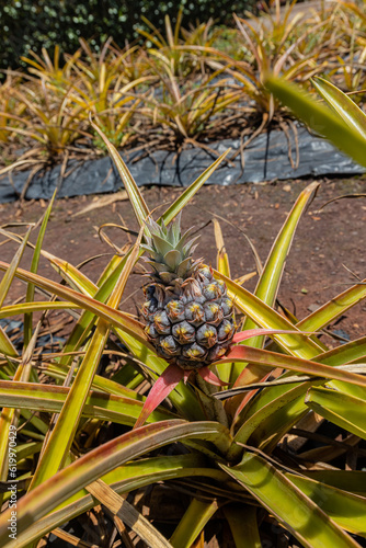 Small Pineapple Growing on Plant, Wahiawa, Oahu, Hawaii, USA