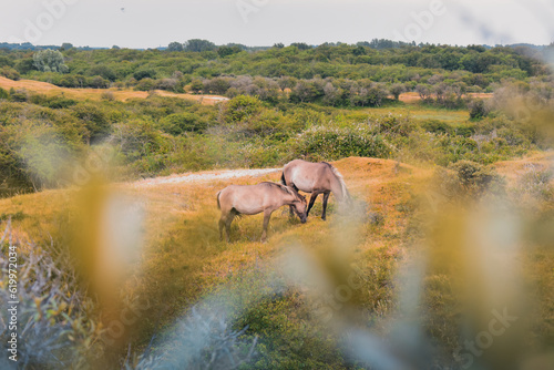 horse in the field