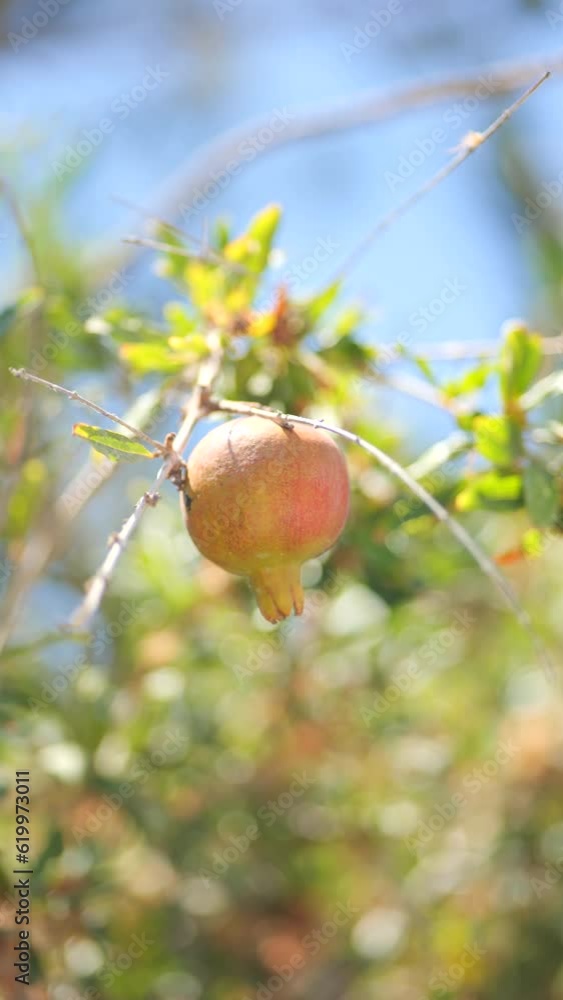 Pomegranate on a Tree Branch in Summer in Sunny Santorini Greece Vertical Video Pomegranate on a Tree Branch in Summer in Sunny Santorini Greece Vertical Video