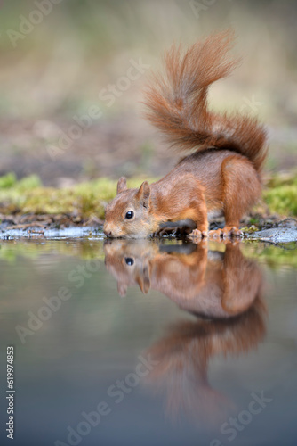 Naklejka eichhörnchen sciurus vulgaris