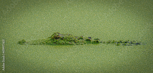 Alligator on Daufuskie Island photo