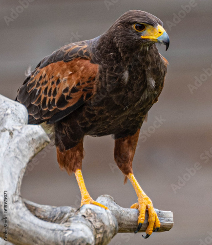 Beautiful desert hawk sits on a branch at Hoenderdaell zoo in Anna Paulowna, Noord holland (noord-holland), the Netherlands photo