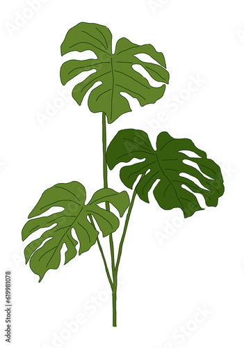 Leaf illustration of a monstera plant. It has holes in the leaves and is often seen in tropical regions. It can be seen in many interior potted plants.