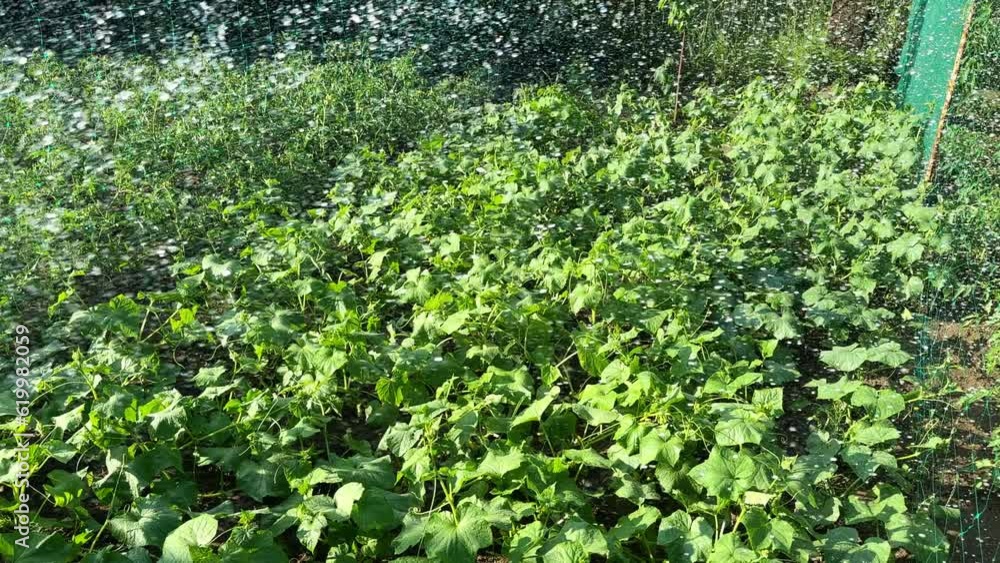 Growing the vegetables in the farm. Water is dispersed on green leaves growing on the orchard on sunny day. Growing the vegetables in the farm. Water is dispersed on green leaves growing on the orchard on sunny day.