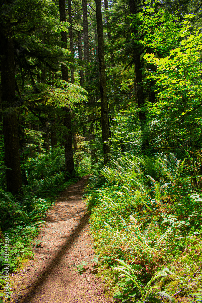 Redwood Trees Oregon Redwood Trees Oregon