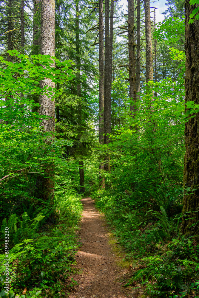 Fototapeta premium Redwood Trees Oregon