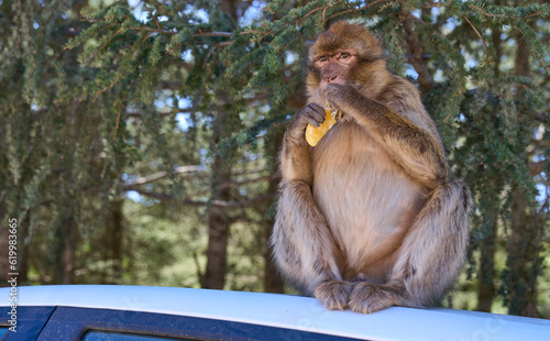 Barbary macaque or macaca sylvanus in its habitat in Cedre Gouraud Forest, Atlas mountains in Morocco between Azrou and Ifrane. Feeding macaques by tourists. Macaque eating banana. Close-up view. photo
