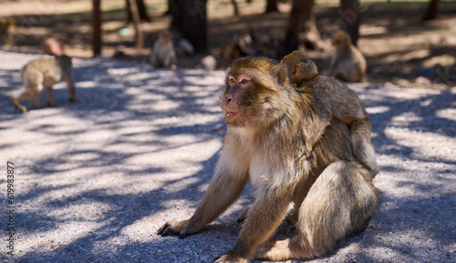 Mother and baby of Barbary macaque or macaca sylvanus in its habitat in Cedre Gouraud Forest, Atlas mountains in Morocco between Azrou and Ifrane. Tourist attraction. Feeding macaques by tourists.