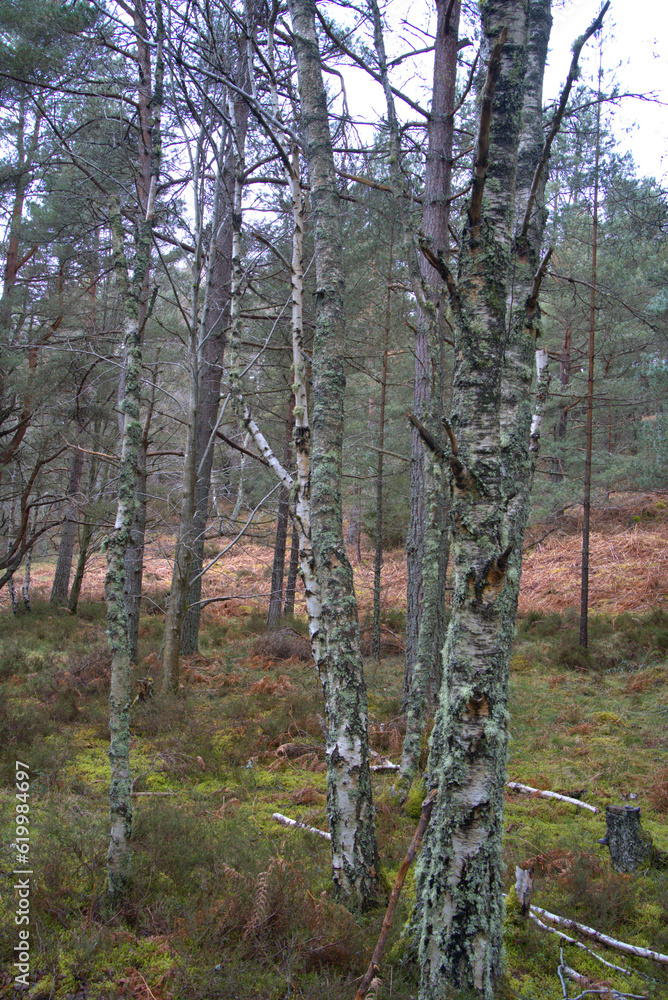 Obraz premium Burn O' Vat Park in Abohne, Scotland
