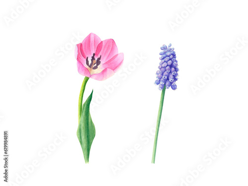 Set of pink tulip and muscari isolated on a transparent background. Hand drawn illustration. Design element. For cards, wedding invitations, mother's day, birthday, valentine's day, March 8, easter.
