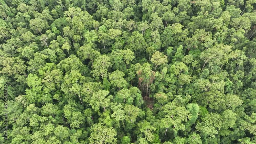 A bird's eye view shows pristine rainforest near the coast of West Papua, Indonesia. The island of New Guinea has one of the largest tracts of tropical rainforest left in the world.