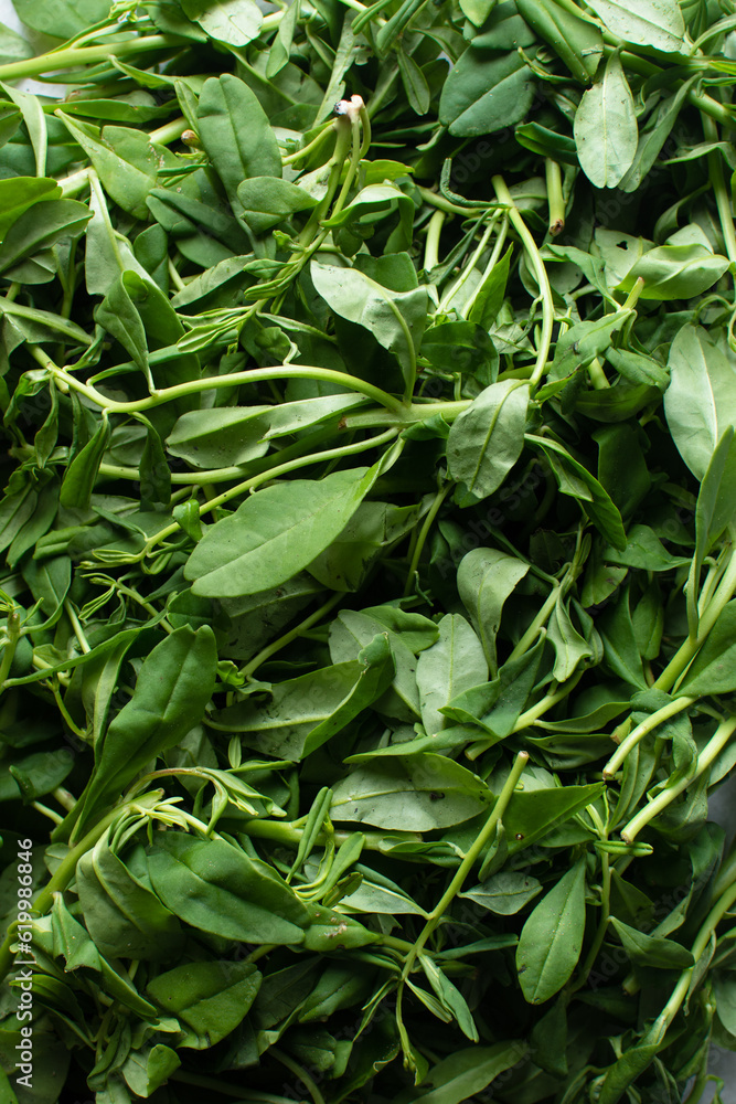 Top view of waterleaf, Flat lay of cariru on a table, Nigerian waterleaf being prepared for cooking, ceylon spinach about to be plucked Top view of waterleaf, Flat lay of cariru on a table, Nigerian waterleaf being prepared for cooking, ceylon spinach about to be plucked