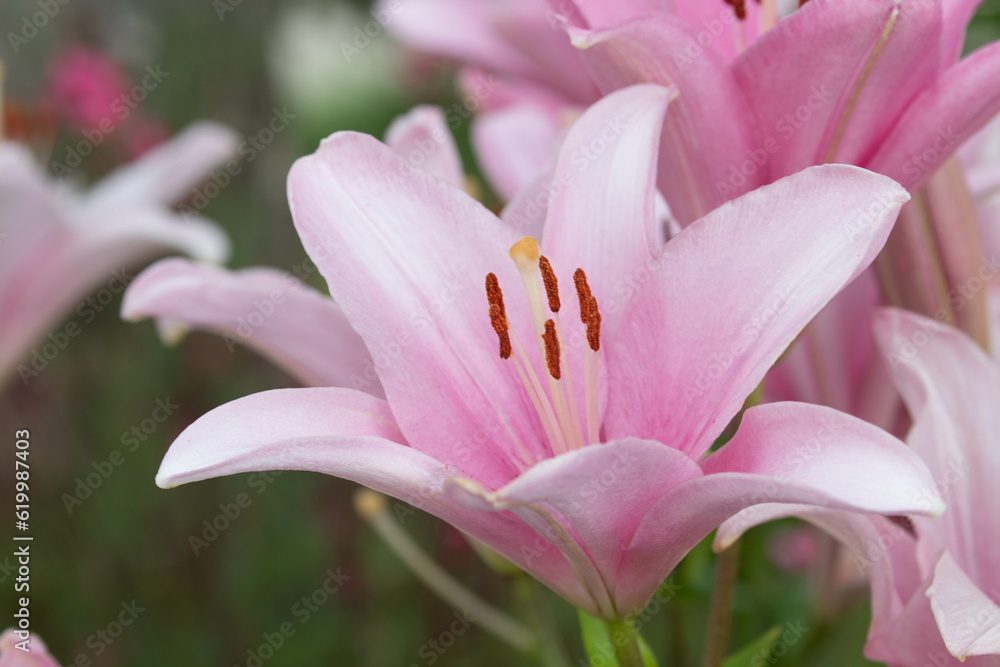 Close up Blooming Pink Lily in Spring