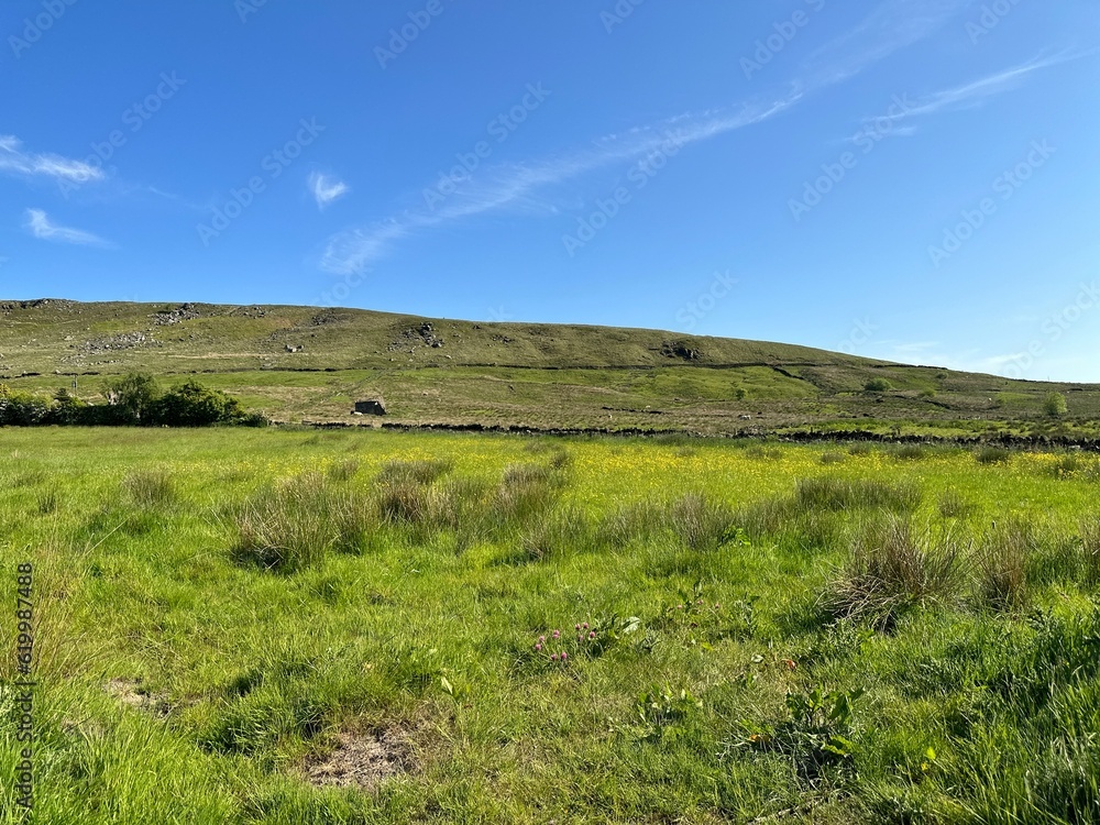 High on the moor top, with wild grasses, plants, dry stone walls, and trees near, Todmorden, UK High on the moor top, with wild grasses, plants, dry stone walls, and trees near, Todmorden, UK