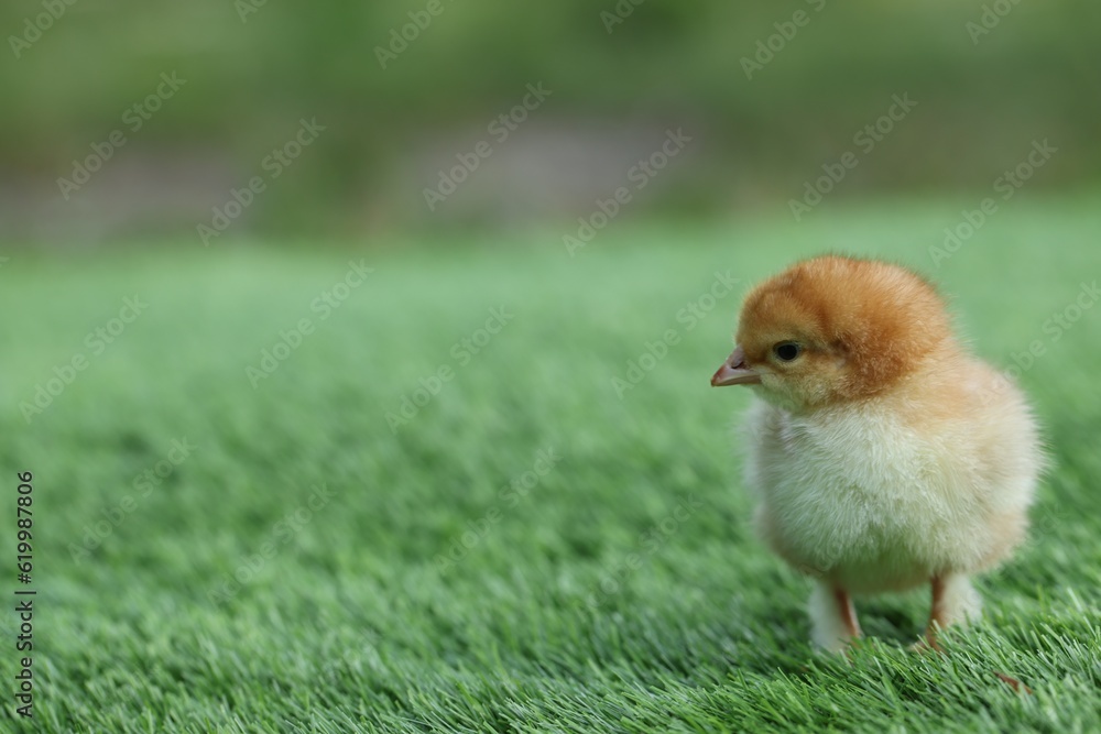 Cute chick on green artificial grass outdoors, closeup with space for text. Baby animal