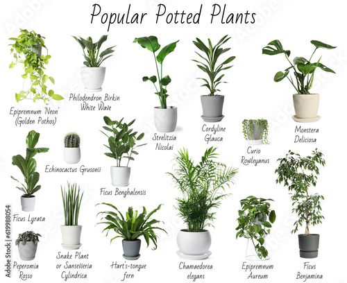 Set of many different popular potted plants with names on white background