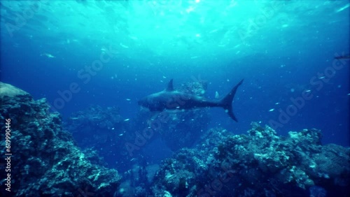 The great white shark swimming by the coral reef