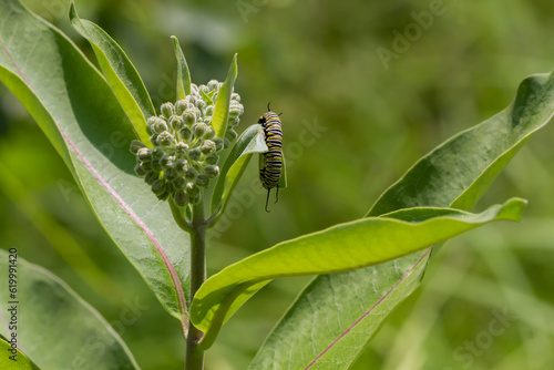 Monarch Butterfly caterpillar feeding on common milkweed photo