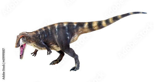 dinosaur   Carcharadontosaurus  isolated background