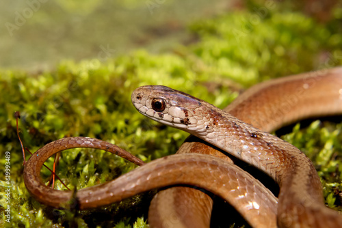 a dekay's brown snake on green moss, scientific name Storeria dekayi photo