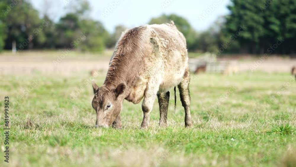 cow eating grass. angus livestock grazing on pasture cow eating grass. angus livestock grazing on pasture