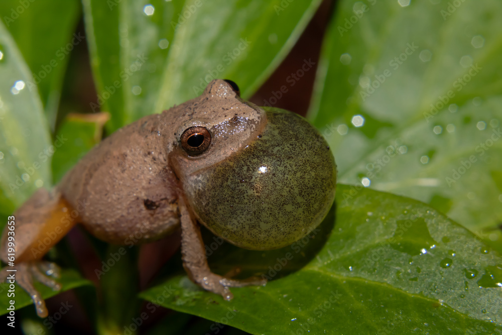 Obraz premium spring peeper or Pseudacris crucifer on a leaf