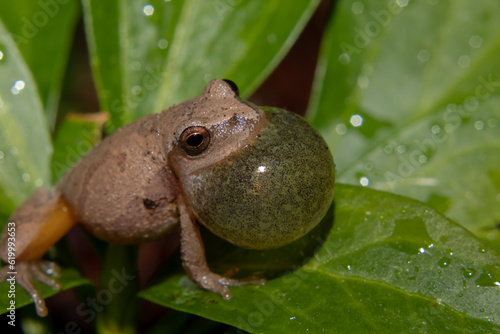 spring peeper or Pseudacris crucifer on a leaf