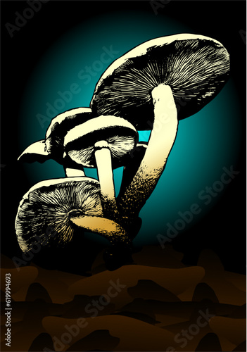 hongos, fongus, Mushrooms, Fungus