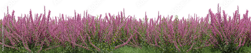 Obraz premium Evergreen lavender flower field in nature, Flowres on garden in springtime, Tropical forest isolated on transparent background - PNG file, 3D rendering illustration for create and design or etc