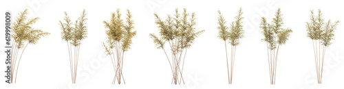 Foto Set of dry plant with isolated on transparent background