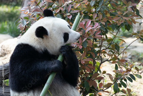 Cute happy Giant Panda enjoys eating bamboo on the yard  Chengdu  China