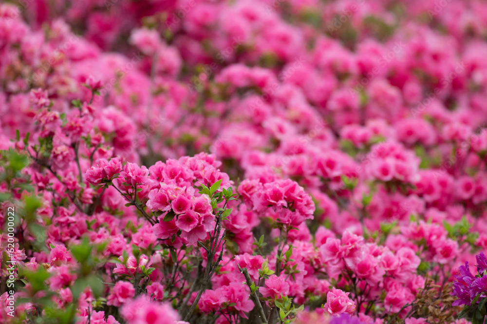 Beauty of Nature, Pink AZALEA Flower meadows in the park