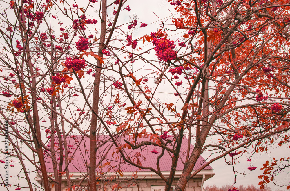 Clusters of ripe mountain ash with autumn yellow leaves, against the background of the red roof of a country house Clusters of ripe mountain ash with autumn yellow leaves, against the background of the red roof of a country house