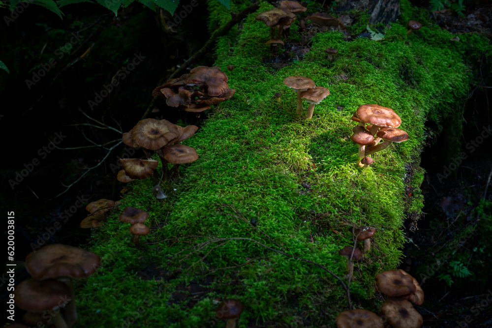 green moss and brown mushrooms growing on a fallen log bathed in moody light green moss and brown mushrooms growing on a fallen log bathed in moody light