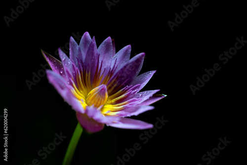 Purple lotus on black background. Close up of water lily.