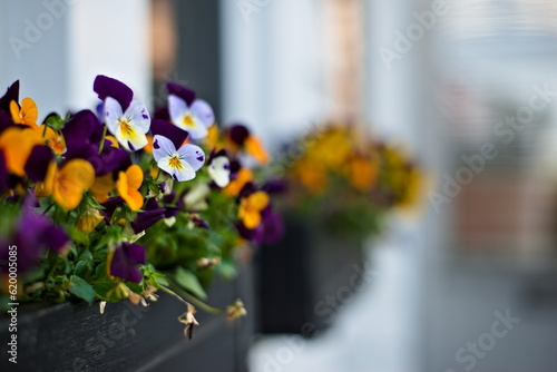 Flowers in window boxes