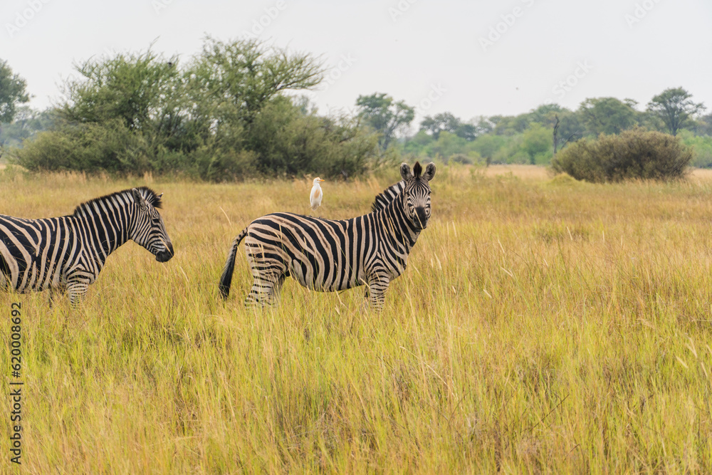 Naklejka premium Oxpecker on a Zebra