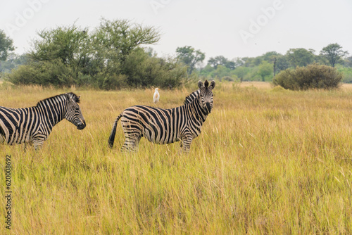 Oxpecker on a Zebra
