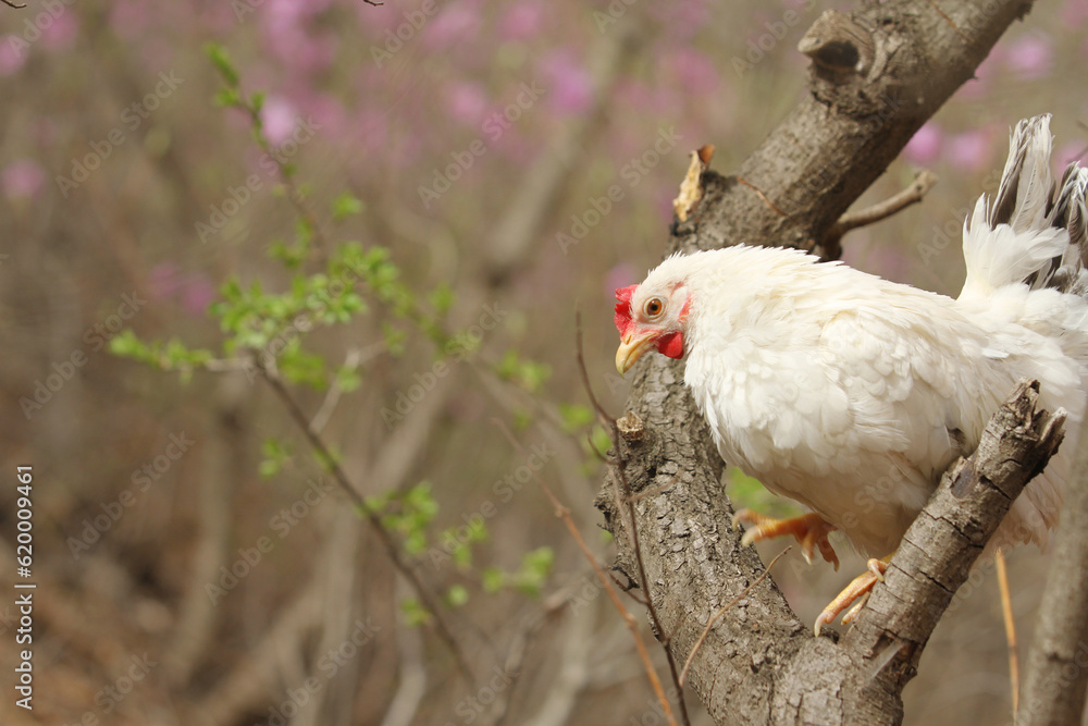 Fototapeta premium white chicken on the tree