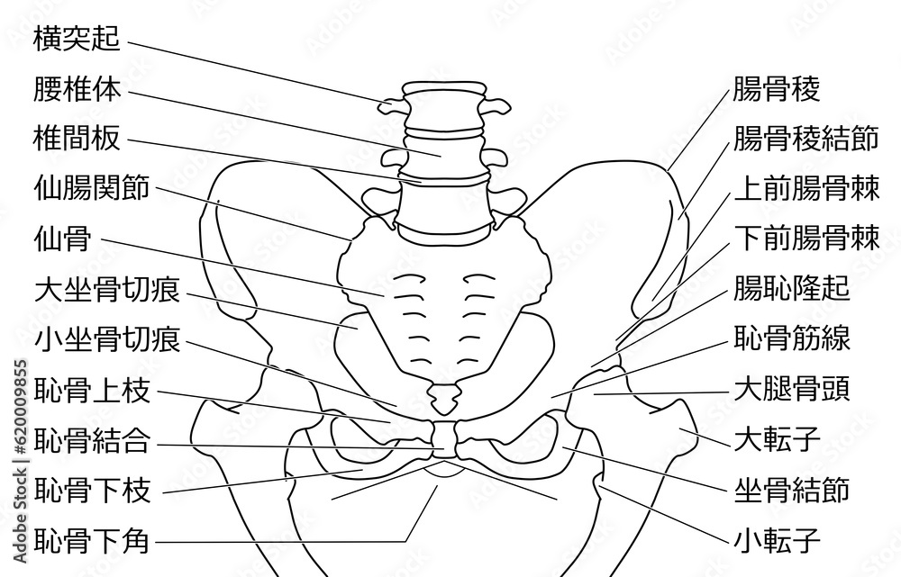 骨盤の線画イラスト Stock Illustration | Adobe Stock